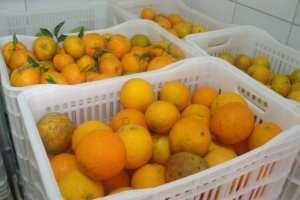 Prefeitura de Chapec&oacute; cadastra produtores no PAA